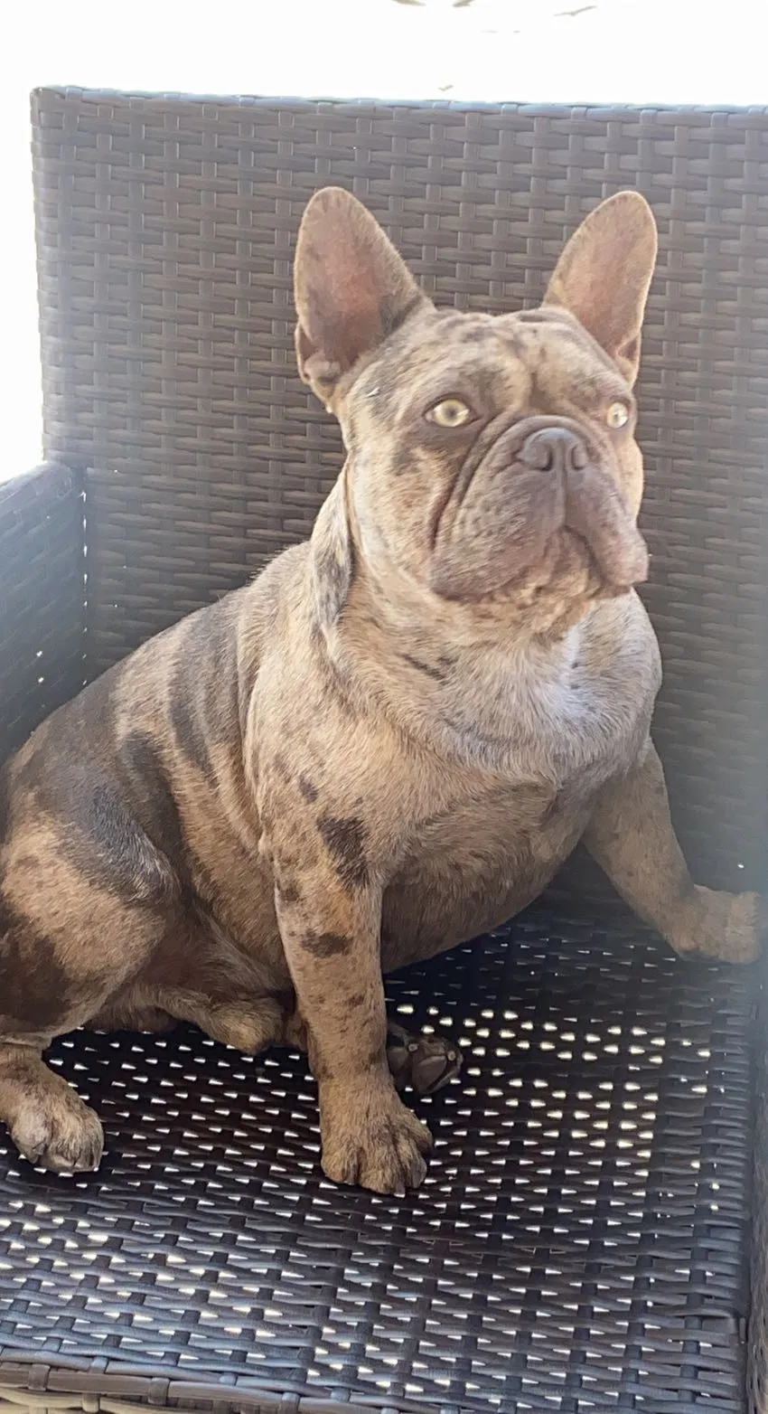 Lost dog in Los Angeles, CA, 90059