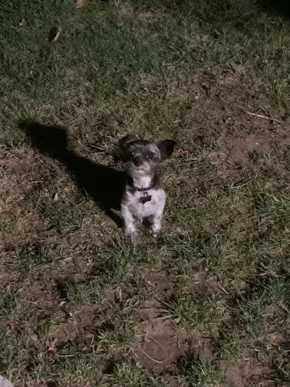 Lost dog in Chatsworth, CA, 91311