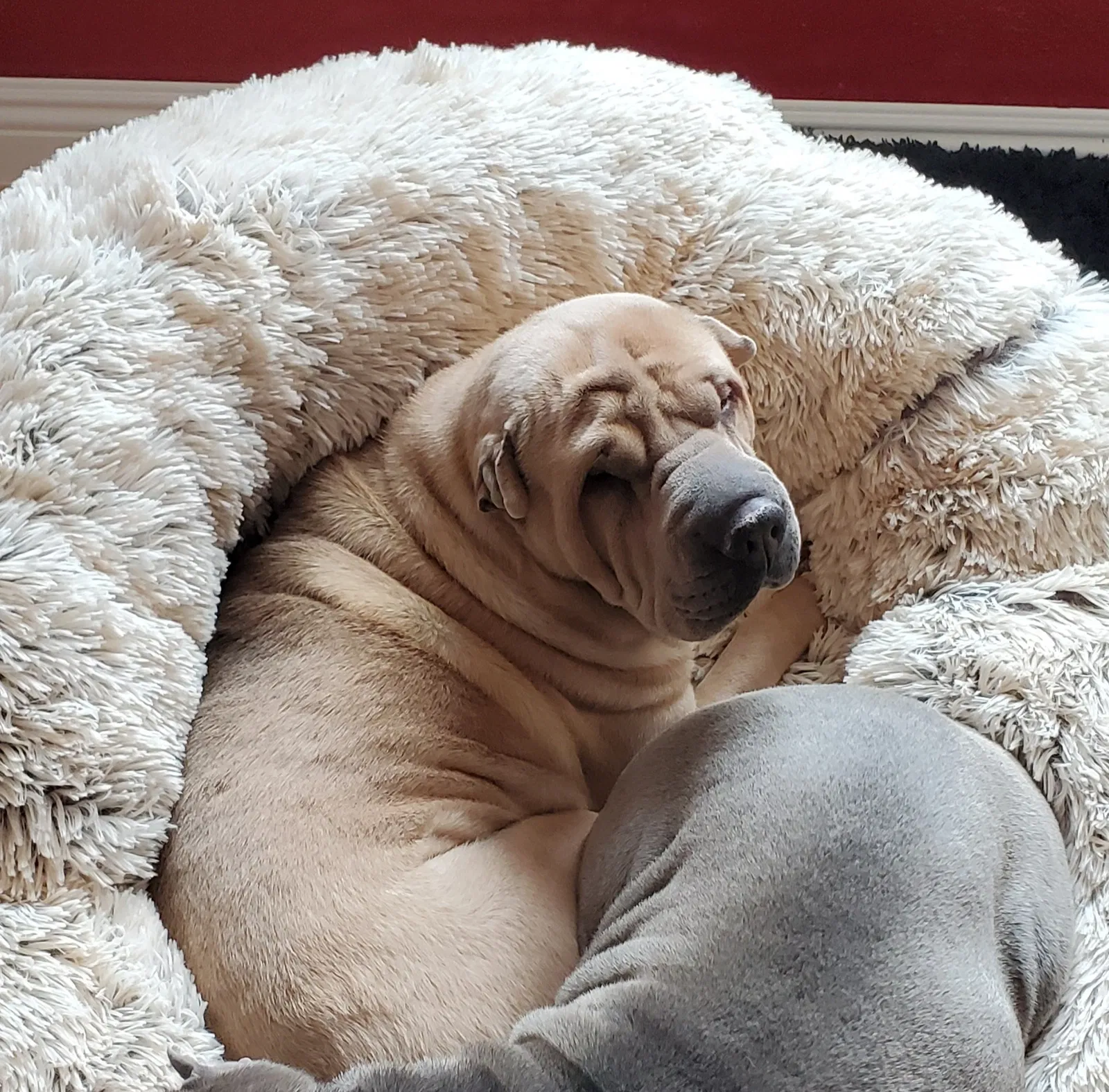 Lost dog in Magna, UT, 84044