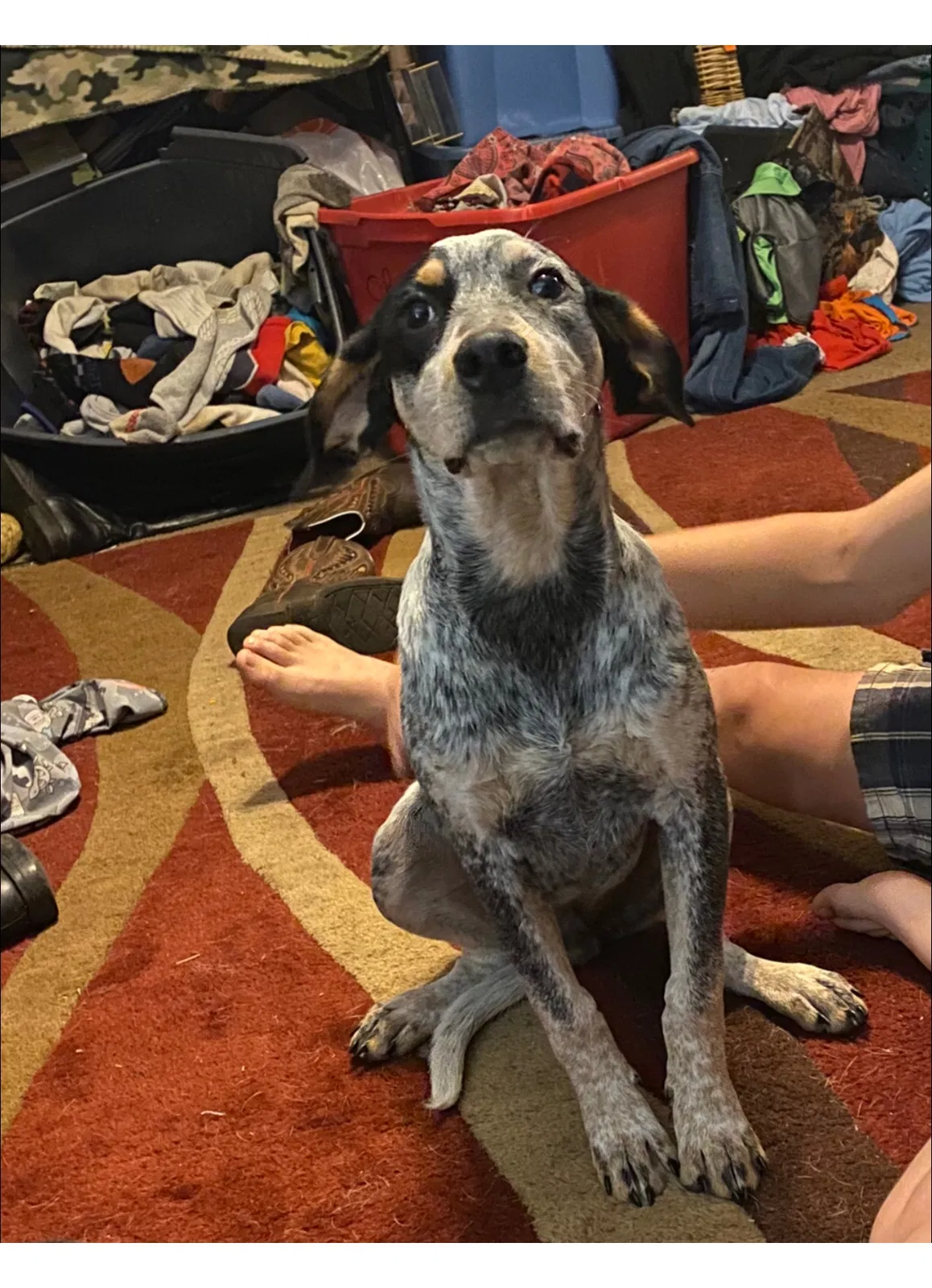 Lost dog in Knoxville, TN, 37920