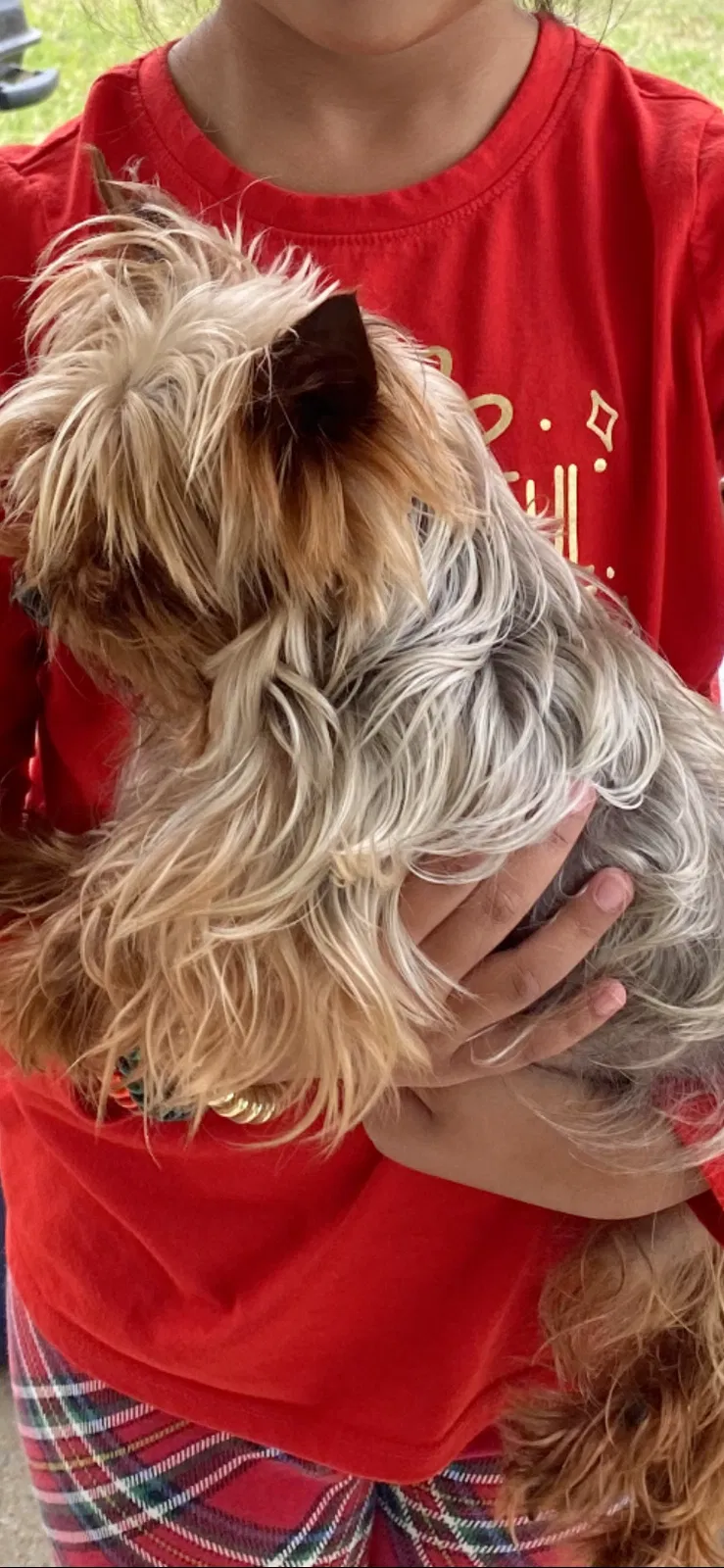 Lost dog in San Antonio, TX, 78254