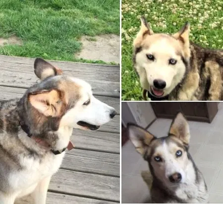 Lost dog in Section, AL, 35771