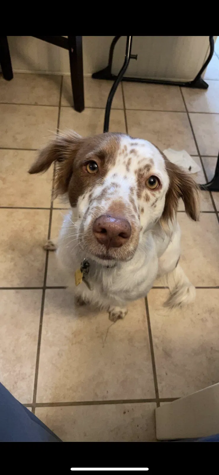 Lost dog in Jackson, MS, 39211