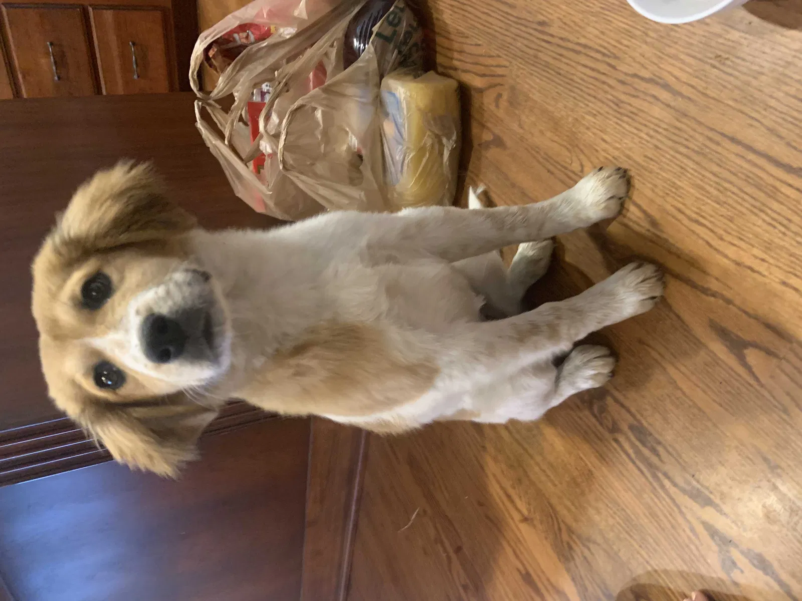 Found dog in Apex, NC, 27539