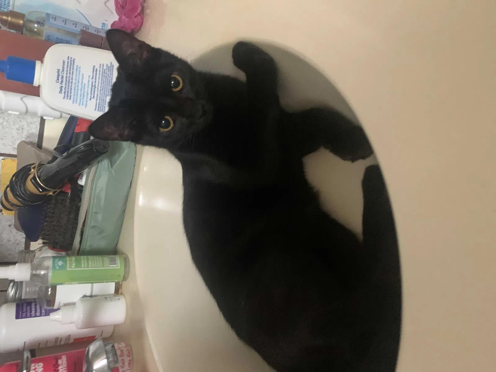 Lost cat in San Diego, CA, 92129