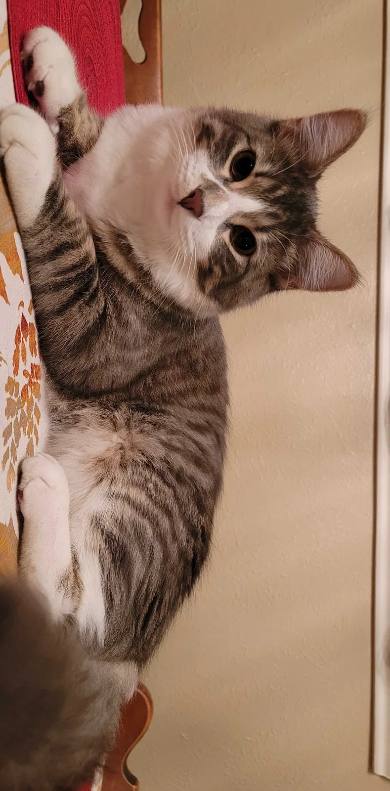 Lost cat in Killeen, TX, 76549