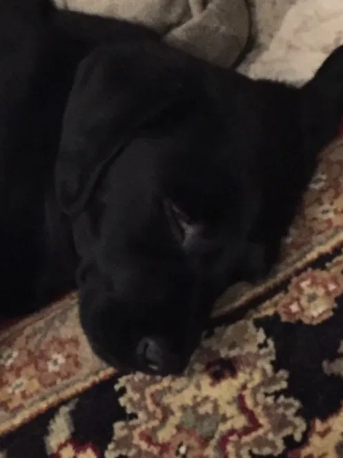 Lost dog in Auburn, CA, 95602