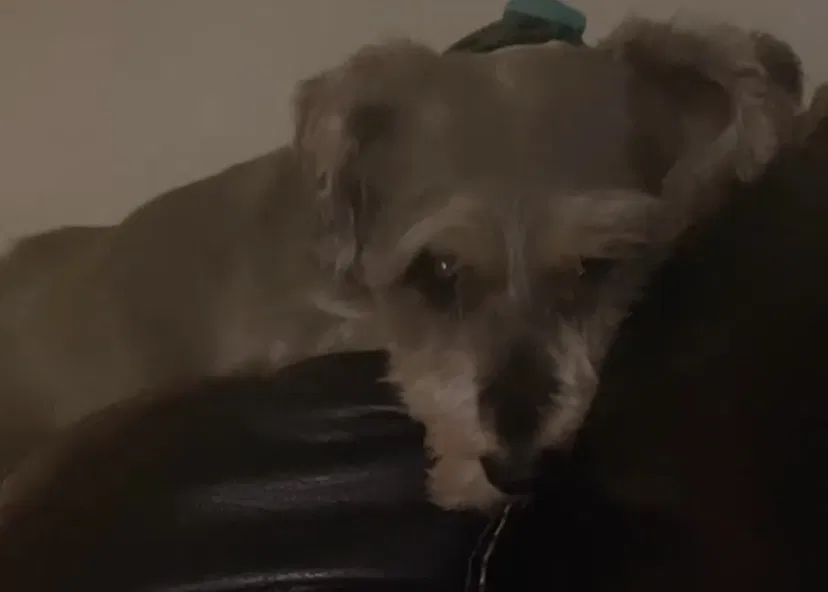 Lost dog in Las Vegas, NV, 89118