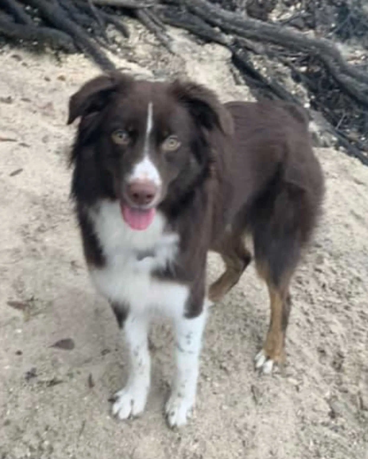 Lost dog in Cantonment, FL, 32533