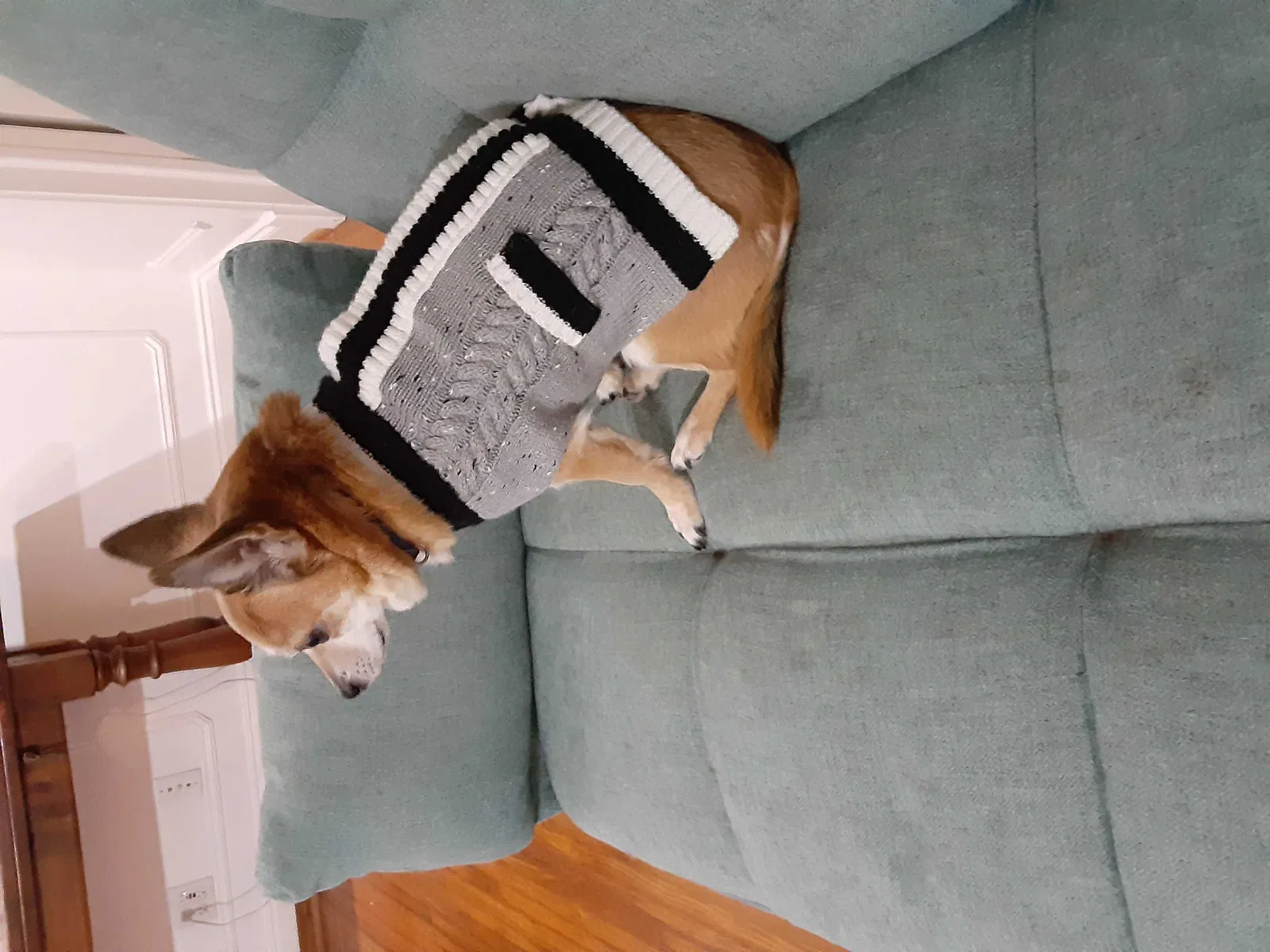 Lost dog in Charlotte, NC, 28212