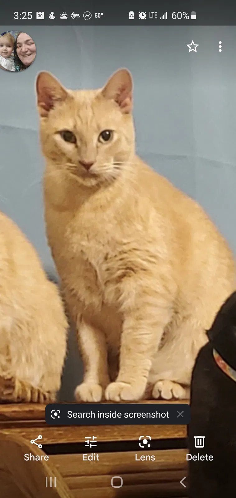 Lost cat in Chattanooga, TN, 37406