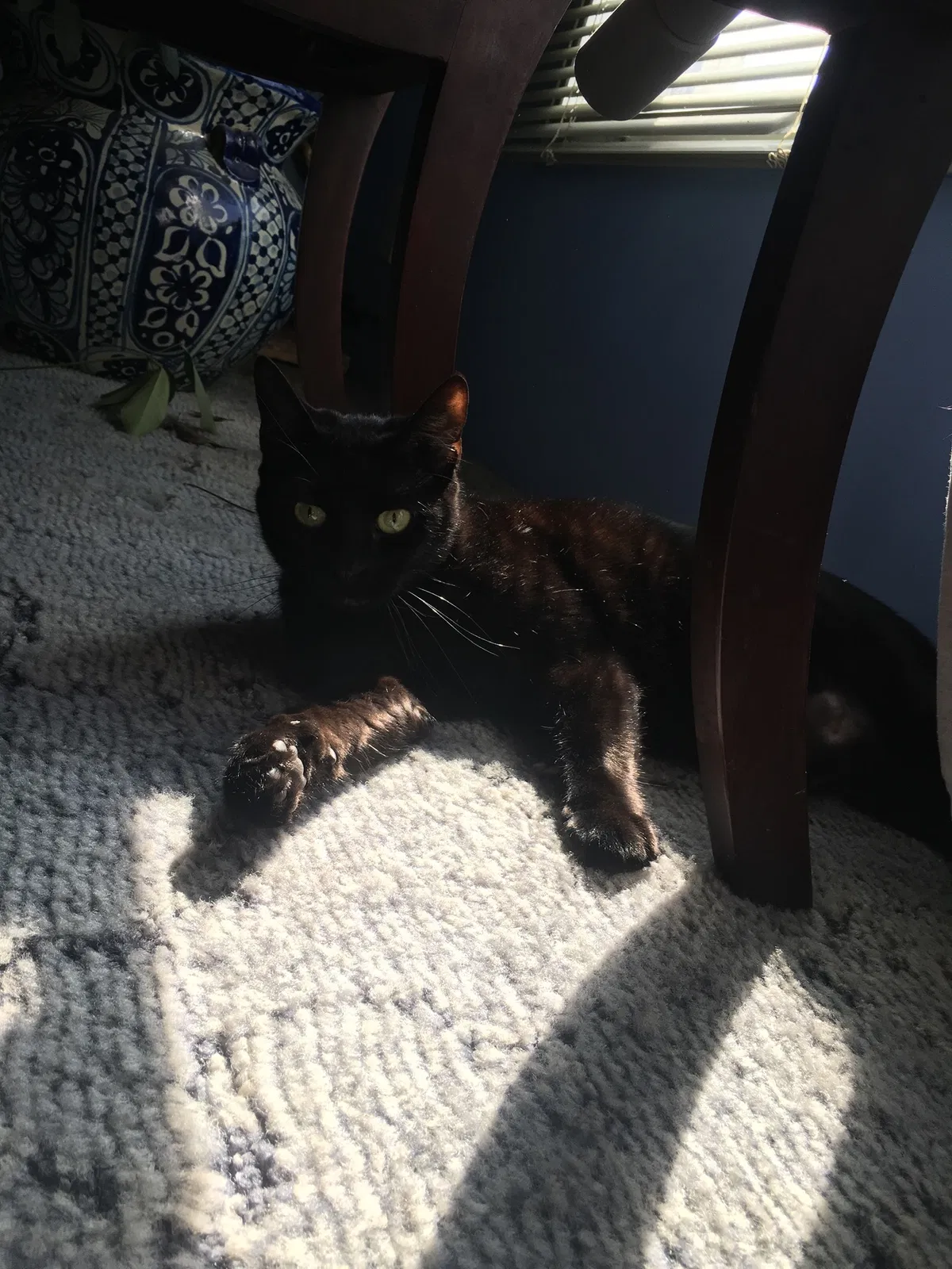 Lost cat in Mount Holly, NC, 28120