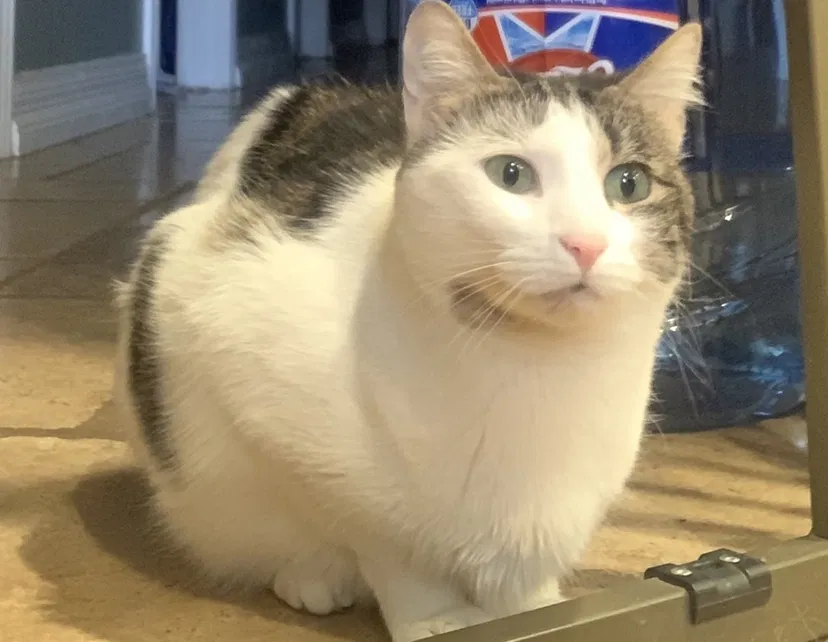 Lost cat in Rockwall, TX, 75032