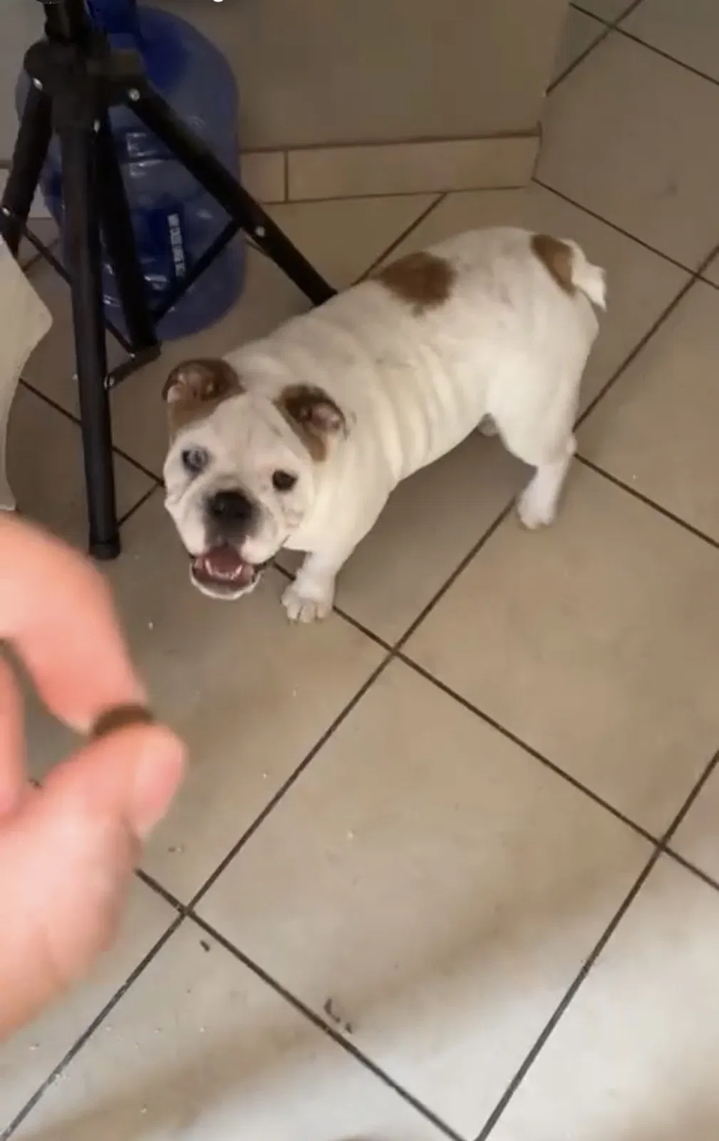 Lost dog in North Las Vegas, NV, 89030