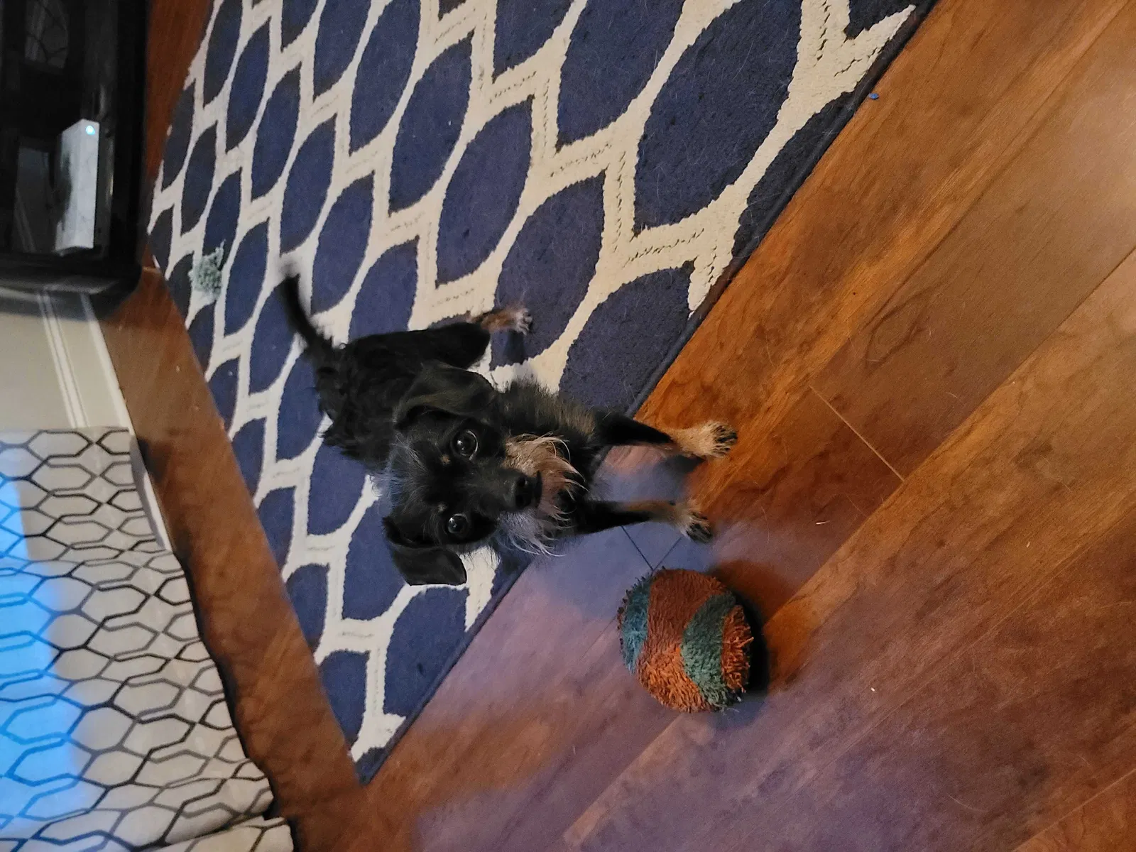 Lost dog in Fort Hood, TX, 76544