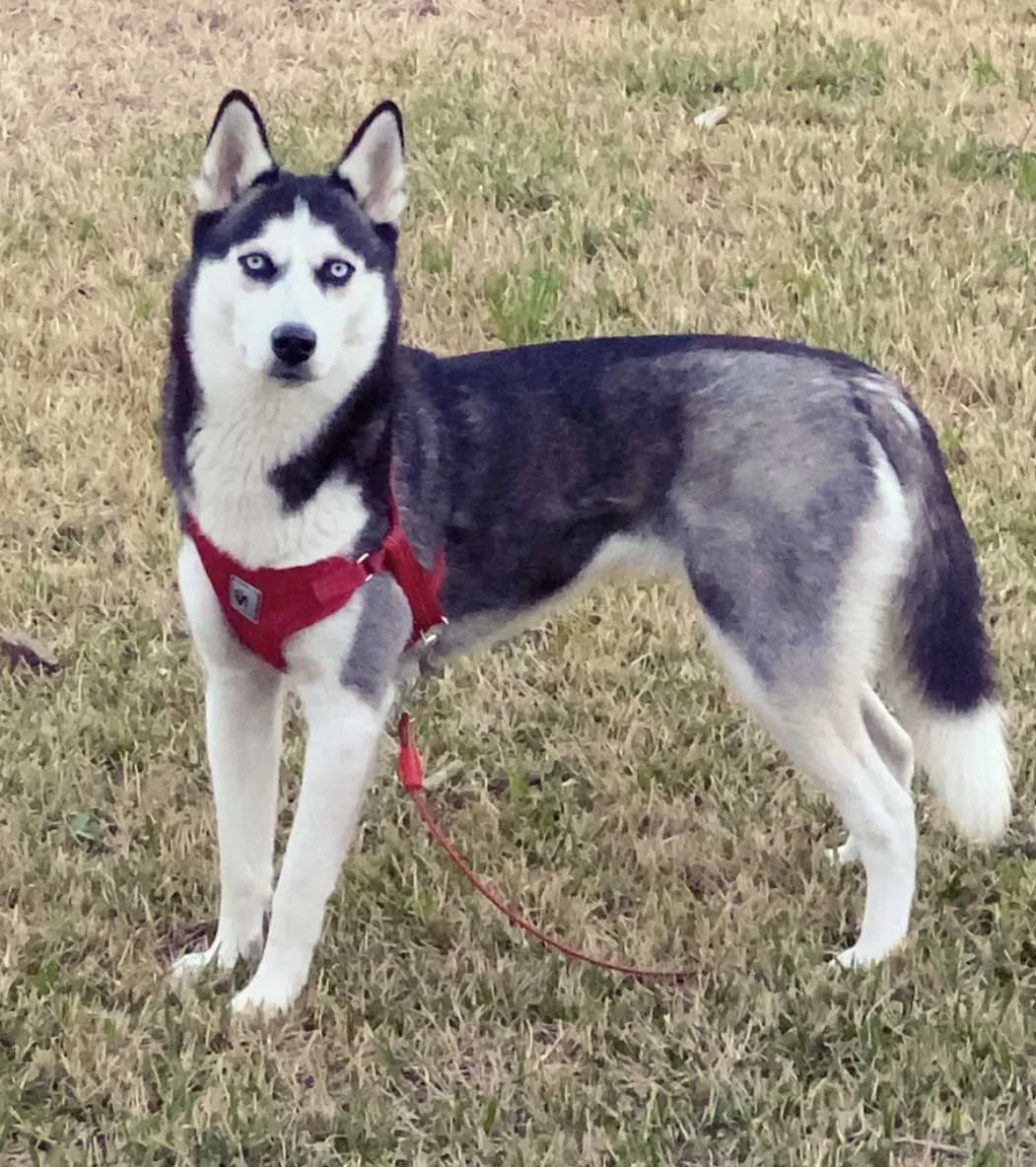 Lost dog in Houston, TX, 77060