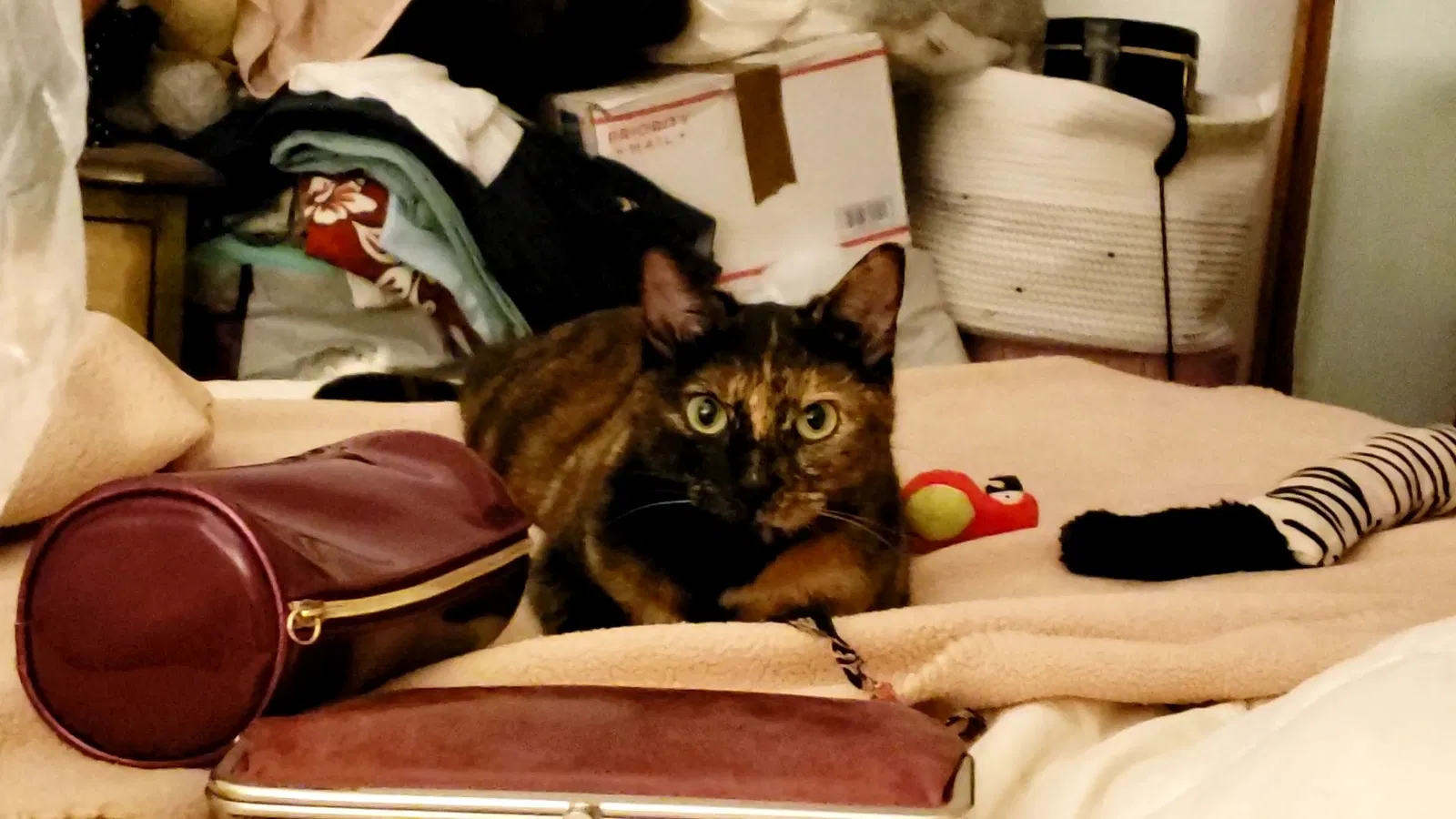 Lost cat in Stanton, CA, 90680