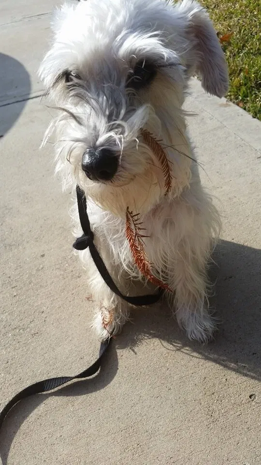 Lost dog in La Grange, TX, 78945