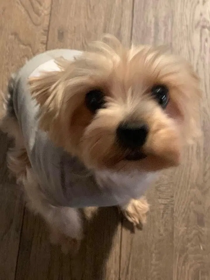 Lost dog in Edgewood, MD, 21040