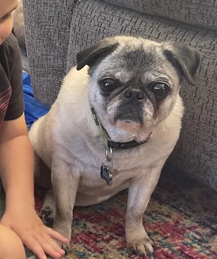 Lost dog in Germantown, MD, 20874