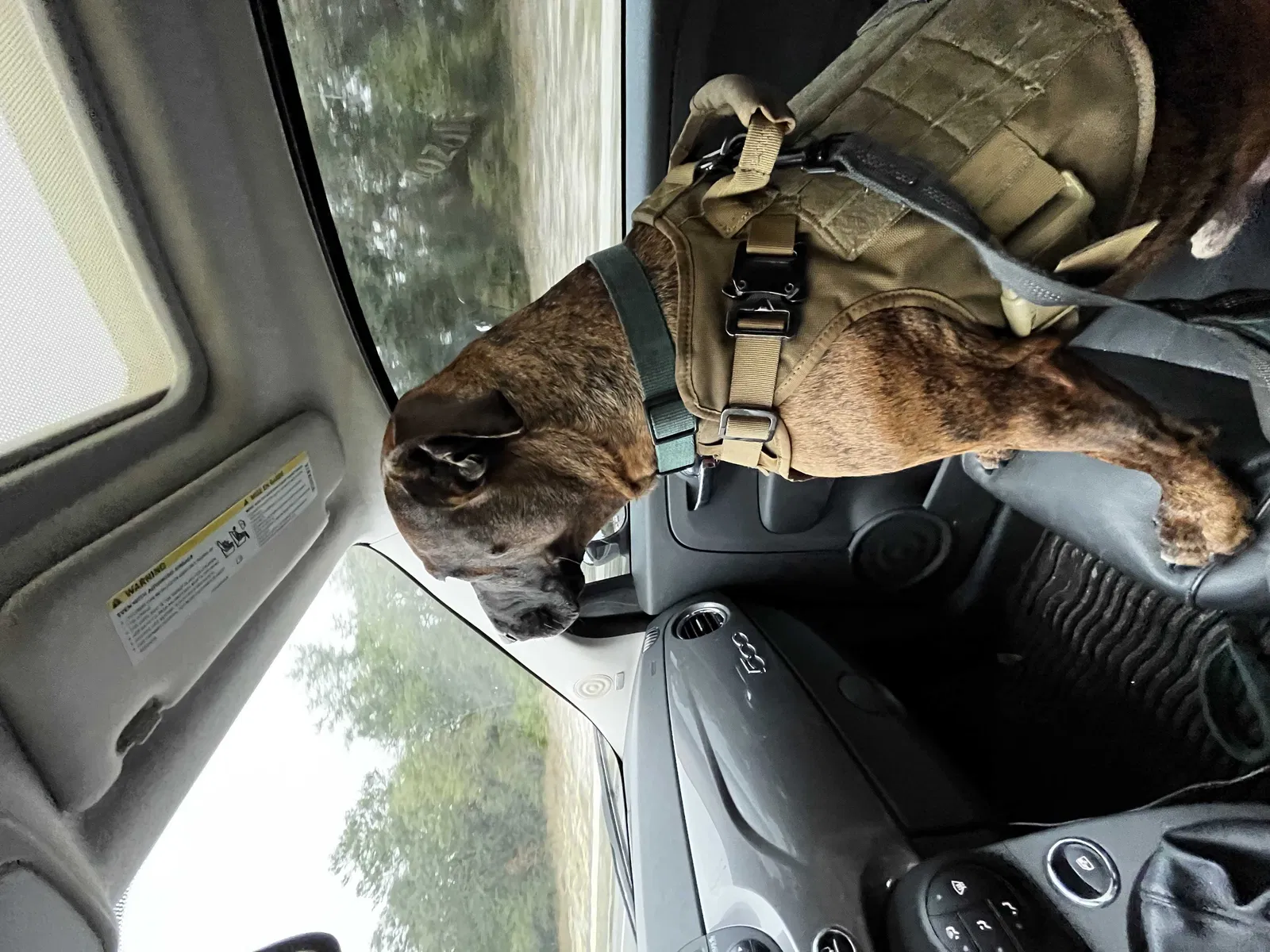 Lost dog in Port Richey, FL, 34668