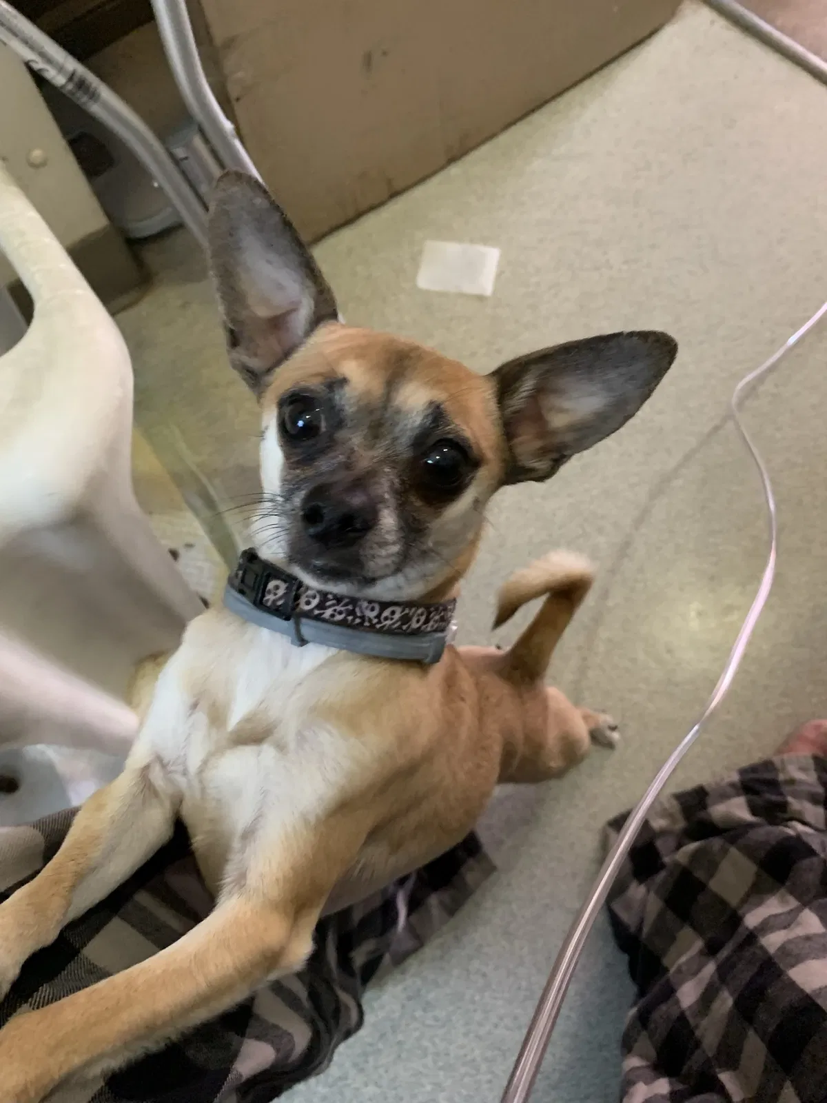 Lost dog in North Adams, MA, 1247