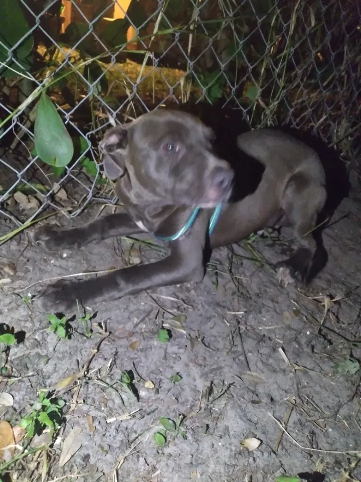 Lost dog in Cape Coral, FL, 33914