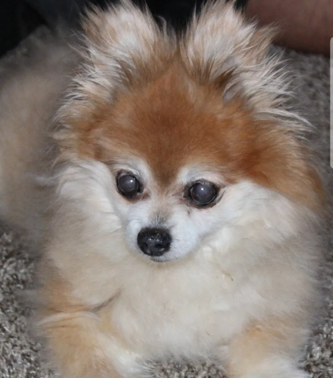 Lost dog in Mc Cordsville, IN, 46055
