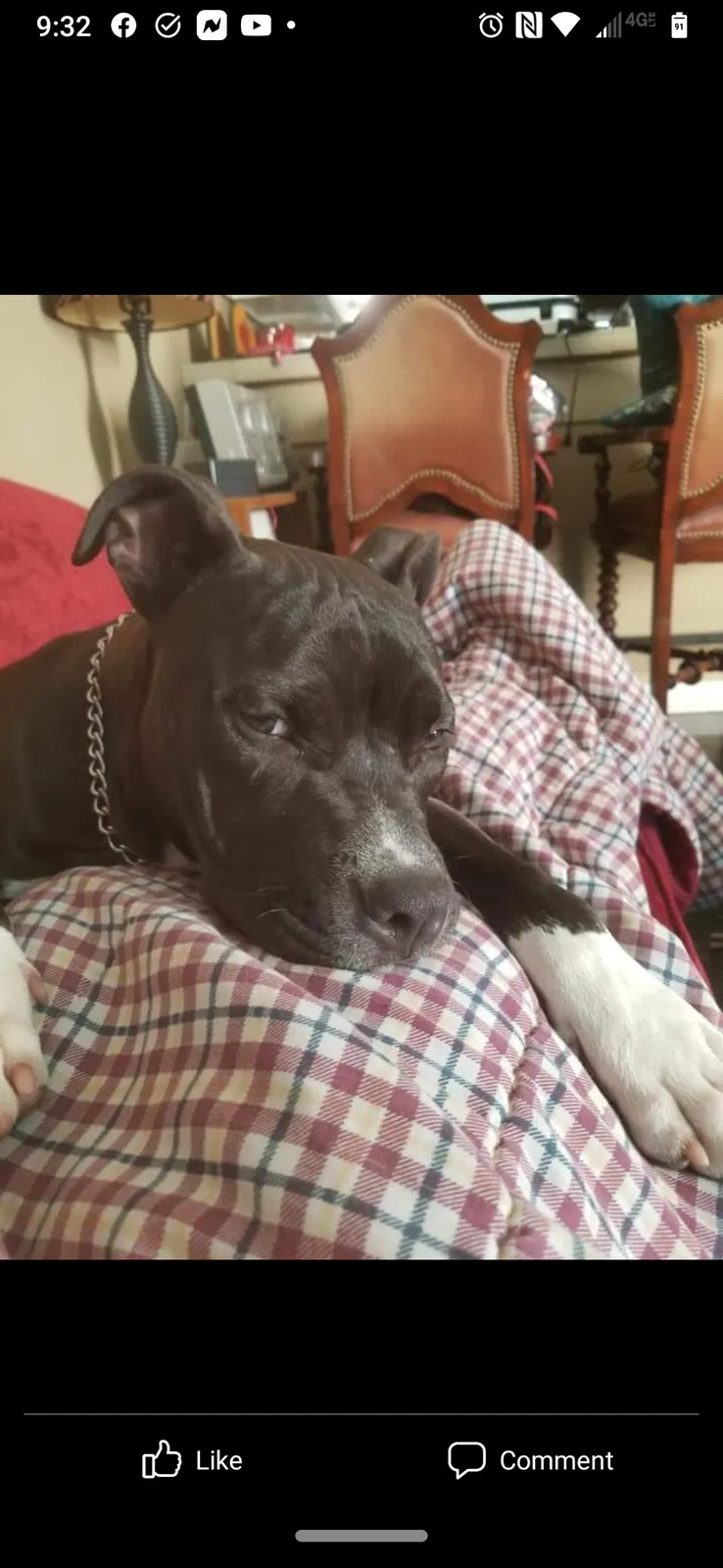Lost dog in Slidell, LA, 70460