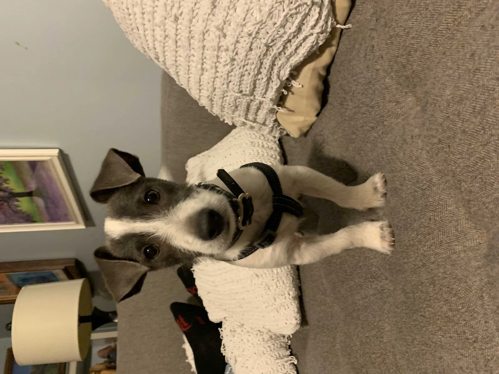 Lost dog in Hellertown, PA, 18055
