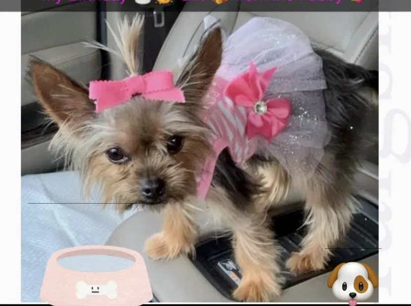 Lost dog in Waco, TX, 76706