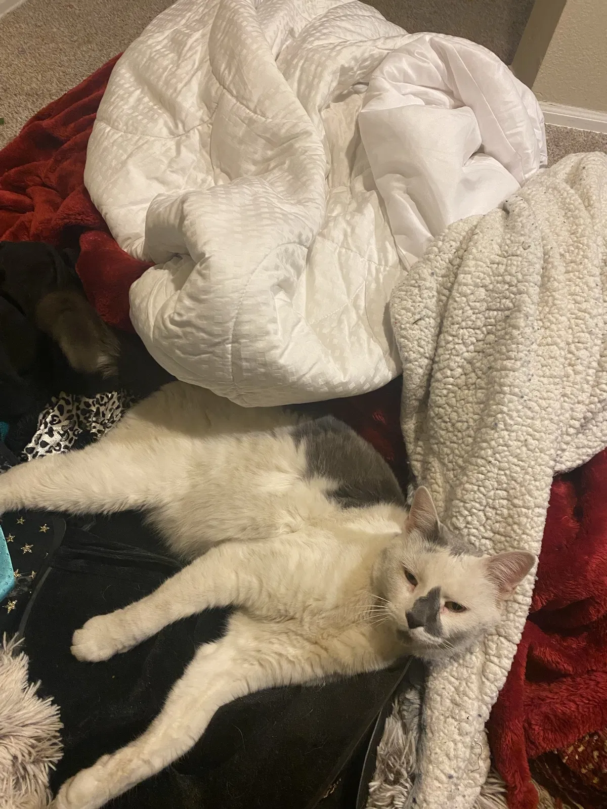 Lost cat in Denver, CO, 80207