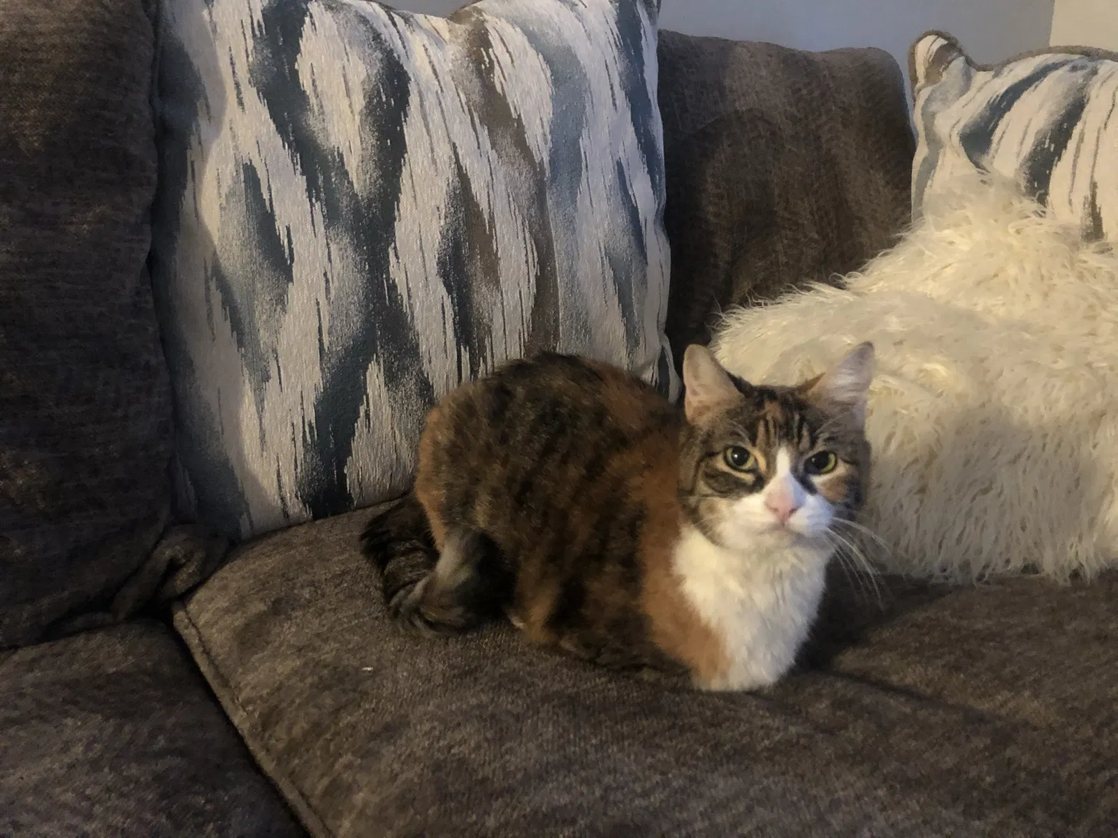 Lost cat in Louisville, KY, 40213