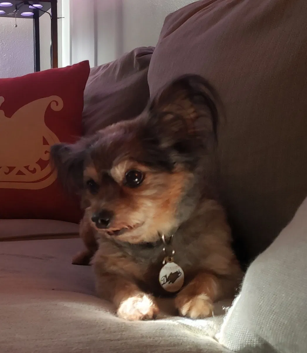 Lost dog in Cypress, CA, 90630
