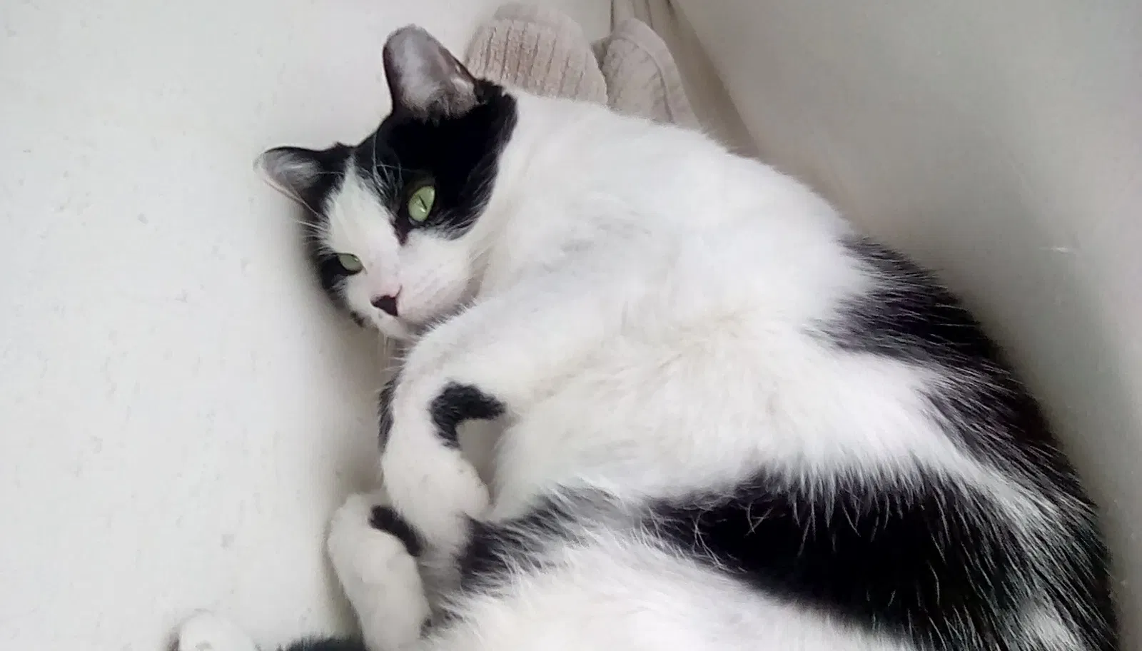 Lost cat in Phoenix, AZ, 85029