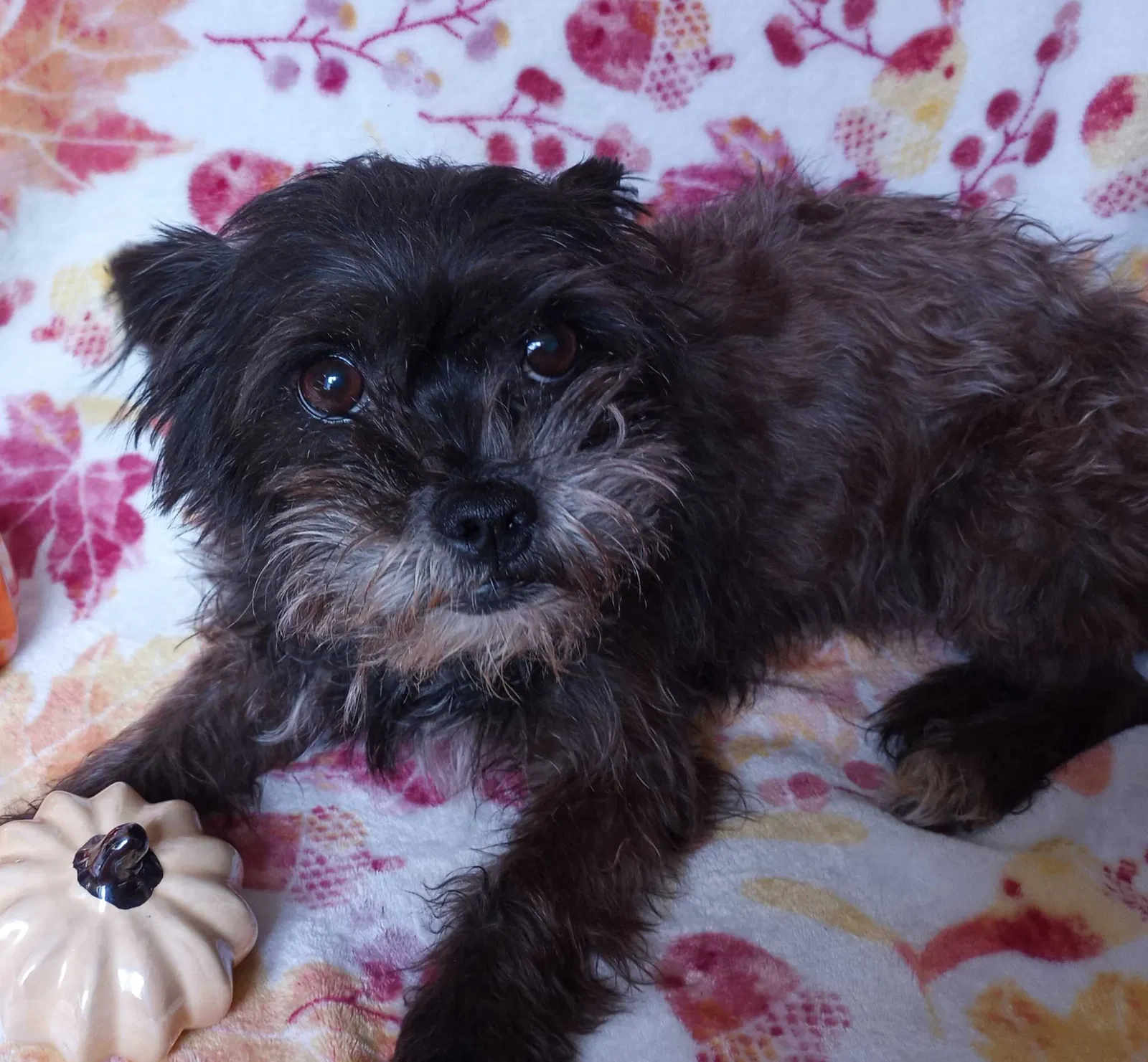 Lost dog in Athens, TX, 75751