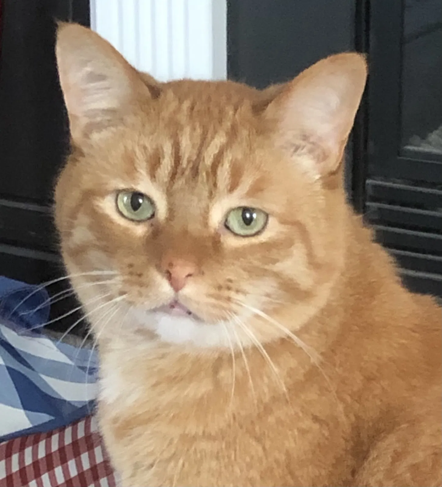 Lost cat in Monroe, NC, 28110