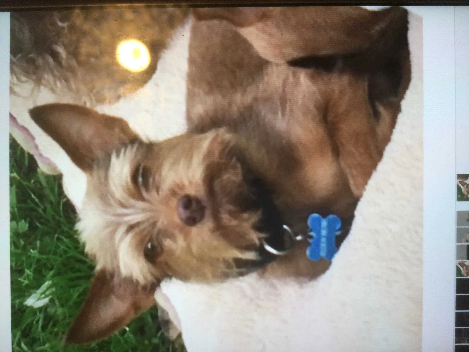 Lost dog in San Antonio, TX, 78210