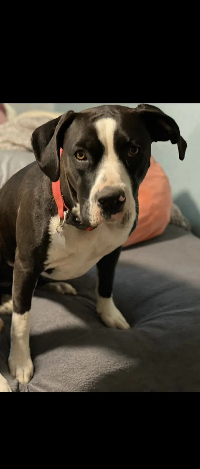 Lost dog in Avondale, CO, 81022