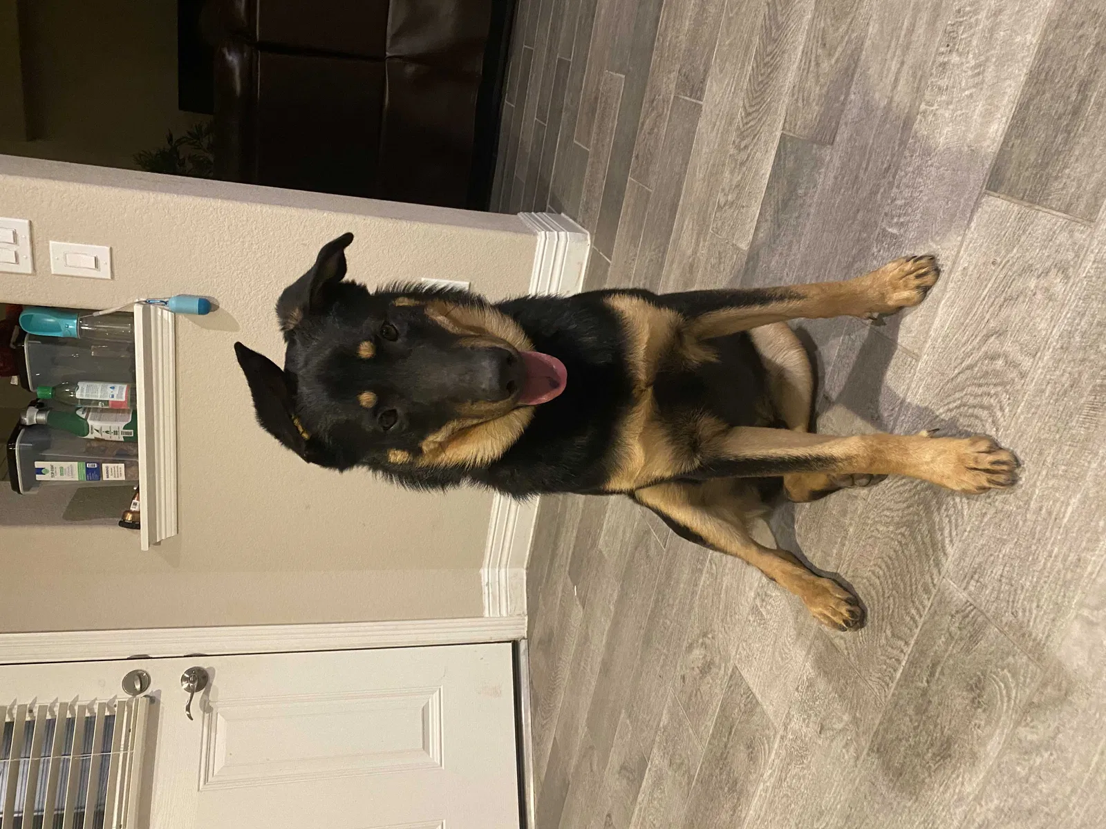 Lost dog in Katy, TX, 77494