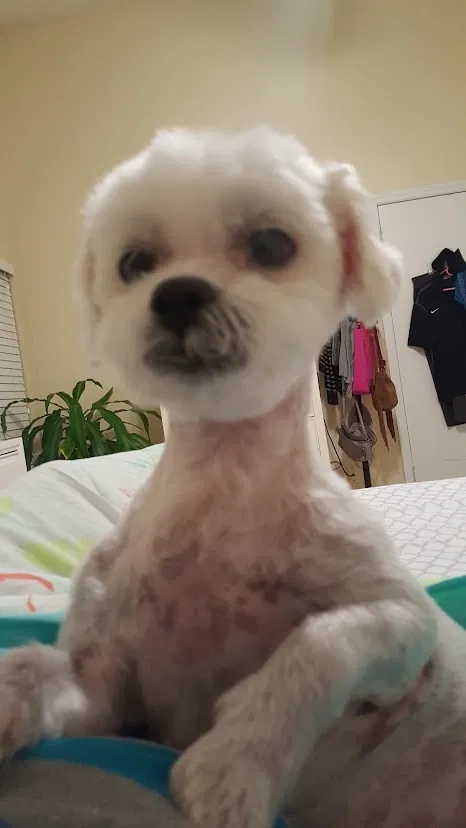 Lost dog in Orlando, FL, 32812