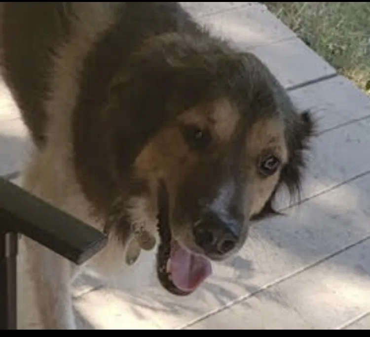 Lost dog in San Antonio, TX, 78247