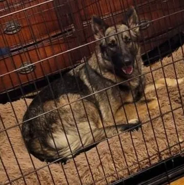 Lost dog in Lindale, GA, 30147