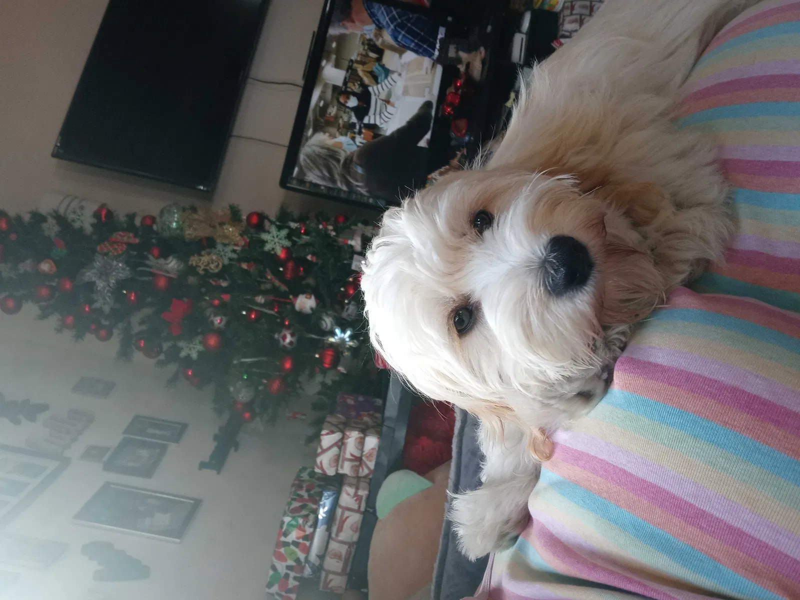 Lost dog in San Francisco, CA, 94110