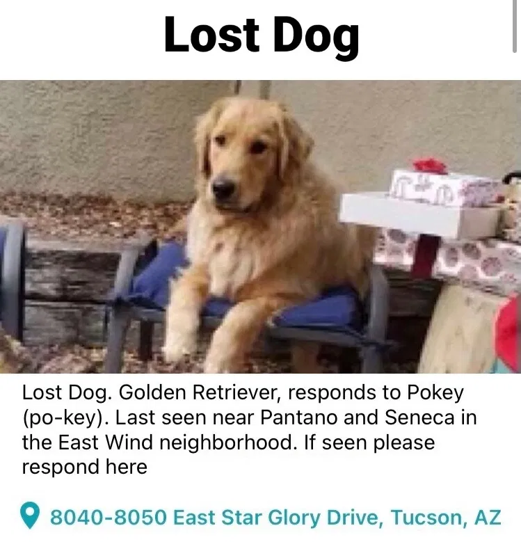 Lost dog in Tucson, AZ, 85715