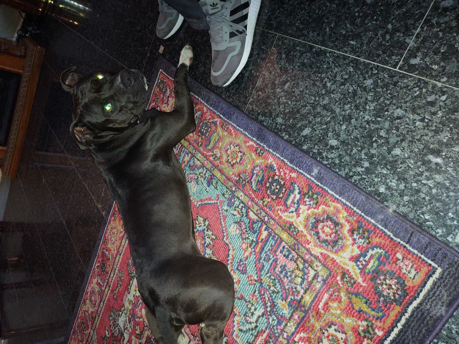 Found dog in Slidell, LA, 70469