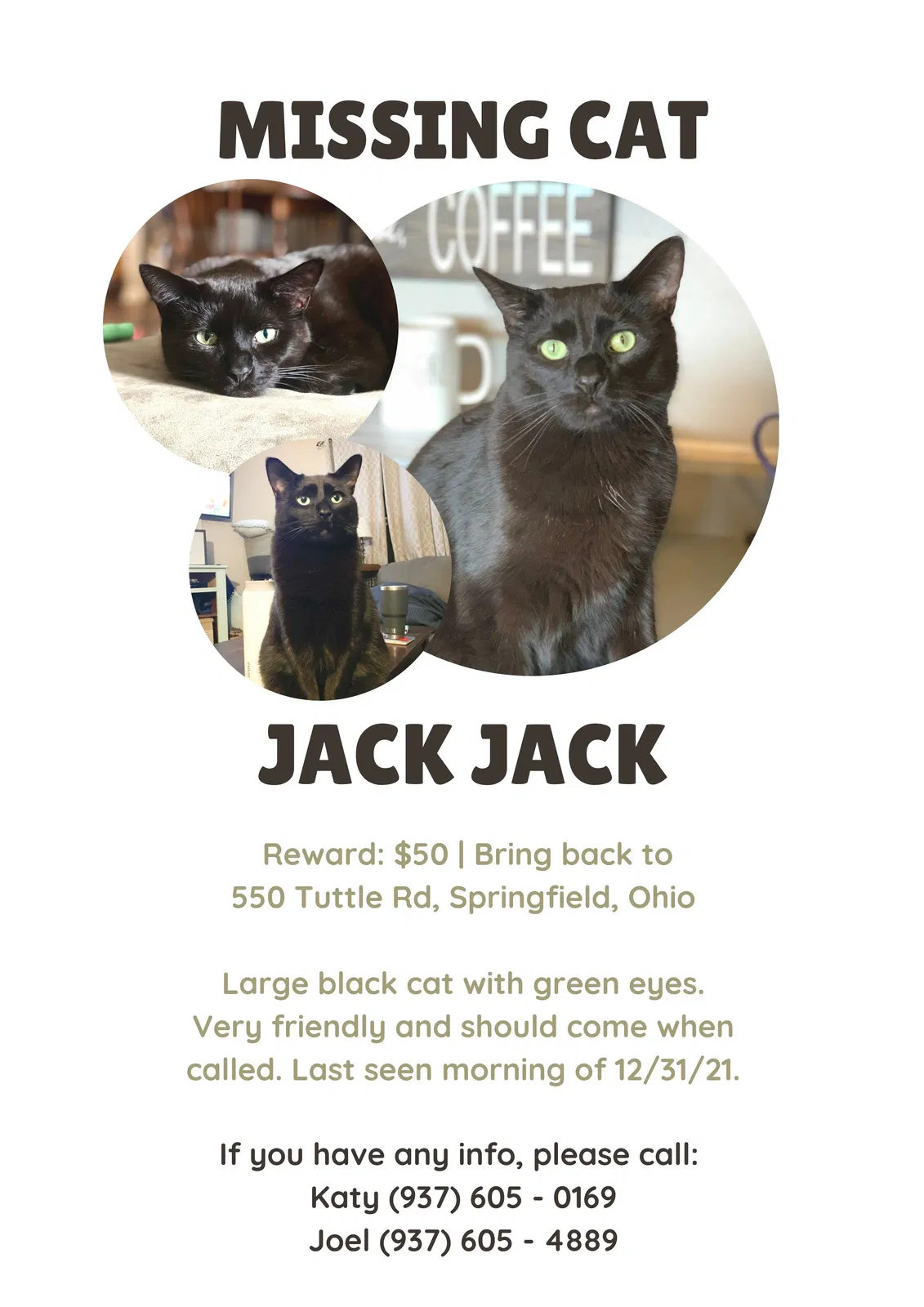 Lost cat in Springfield, OH, 45503