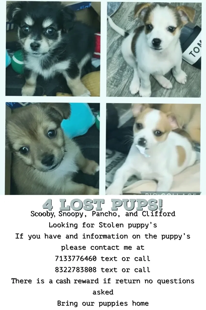 Lost dog in Houston, TX, 77086