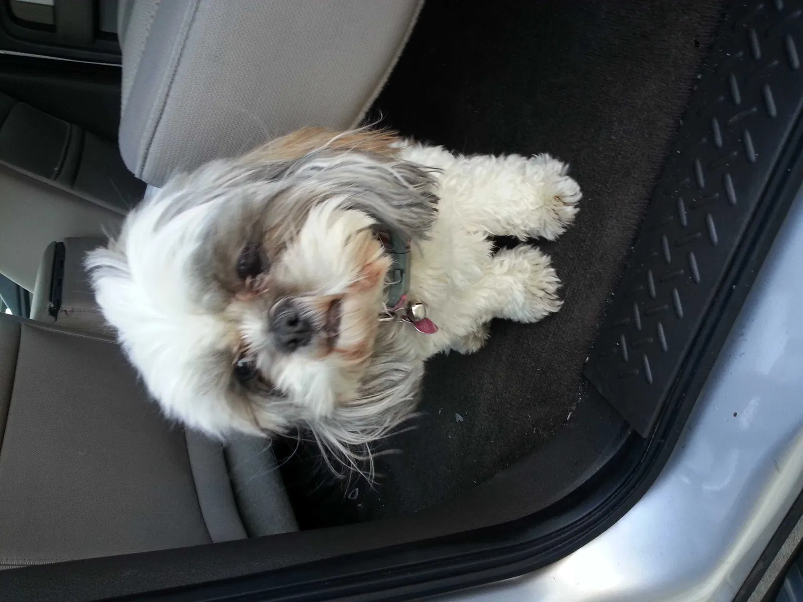 Lost dog in Perris, CA, 92570