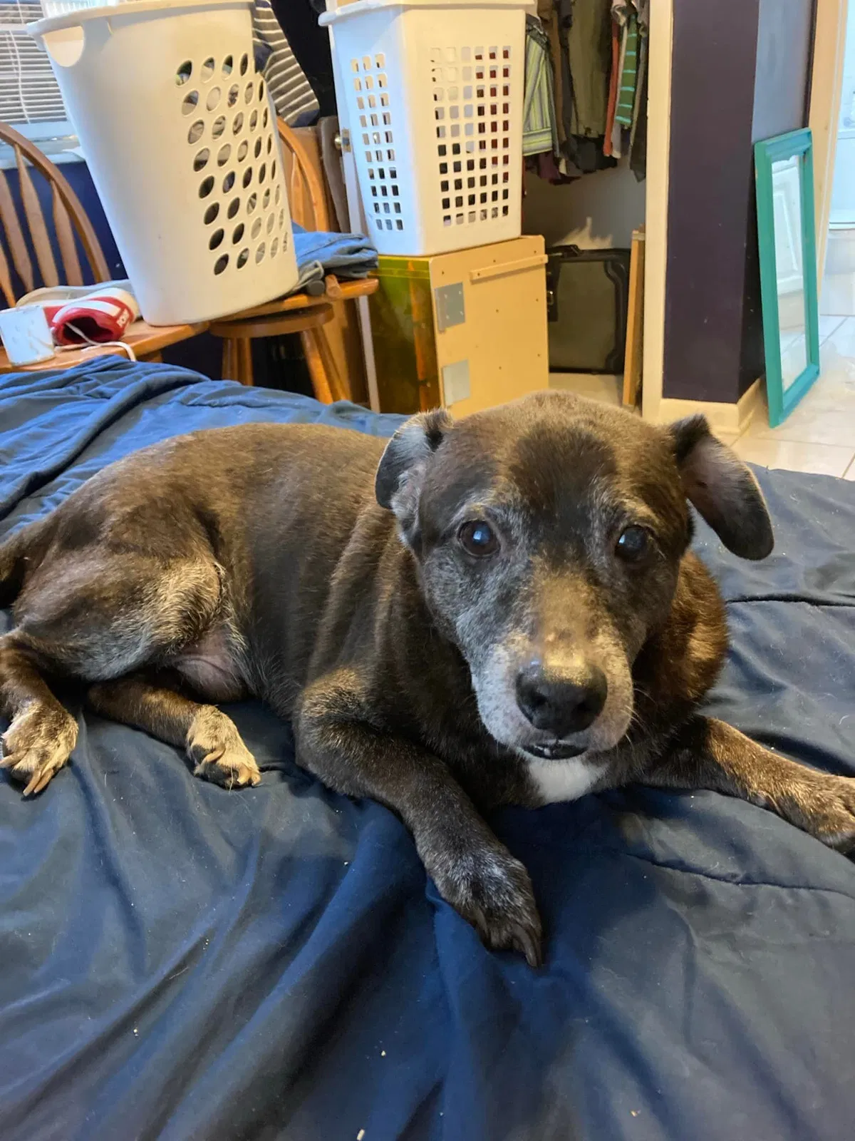 Lost dog in Fort Lauderdale, FL, 33304